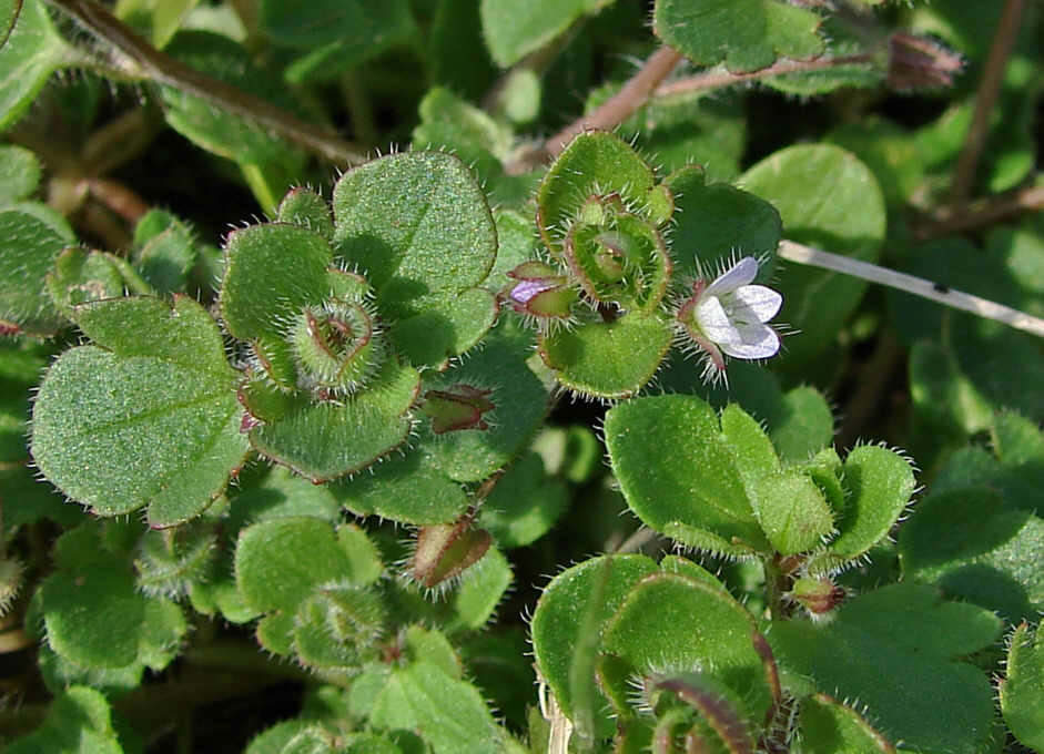 Veronica hederifolia / EfeublättrigerEhrenpreis / Veronicaceae